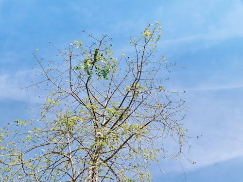 Безкоштовне стокове фото на тему «дерево, небо, Природа»