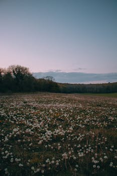 A peaceful field of dandelions under a calm evening sky, capturing nature's tranquility.