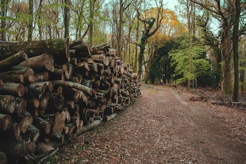 Foto d'estoc gratuïta de arbres alts, bagul, bosc