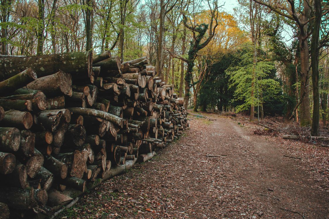 Logs of Tree on the Forest · Free Stock Photo