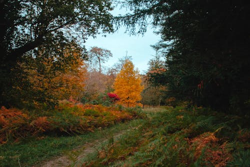 Gratis lagerfoto af miljø, natur, naturfotografering