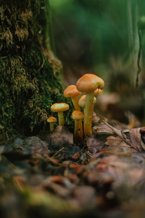 Small brown caps pushing up through moss — photo by Heather White on Pexels