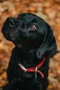 Black Dog Sitting and Looking Aside