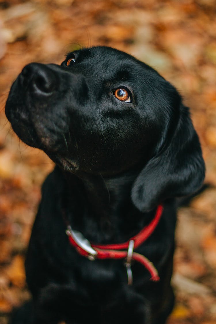 Black Dog Sitting And Looking Aside