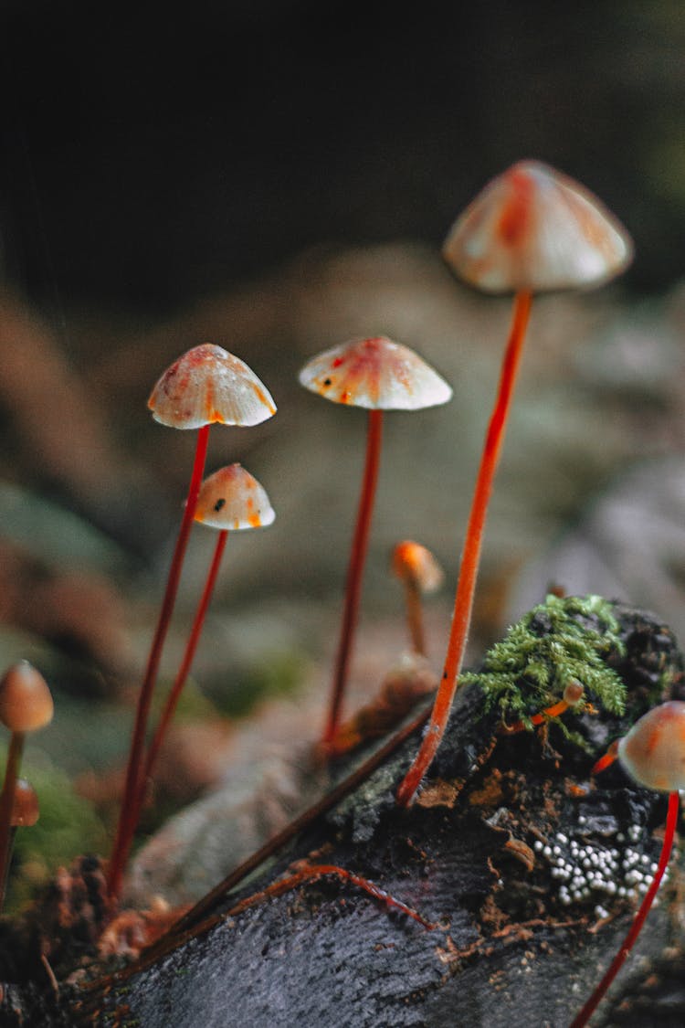 Mushrooms In Close Up Photography