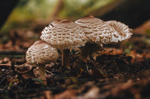 Foto stok gratis fungi, jamur, jamur payung