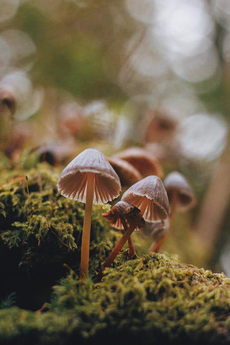 Mycena Galopus On The Mossy Ground