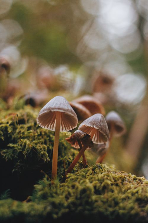 Free Macro shot of milking bonnet mushrooms growing on a mossy forest ground. Stock Photo