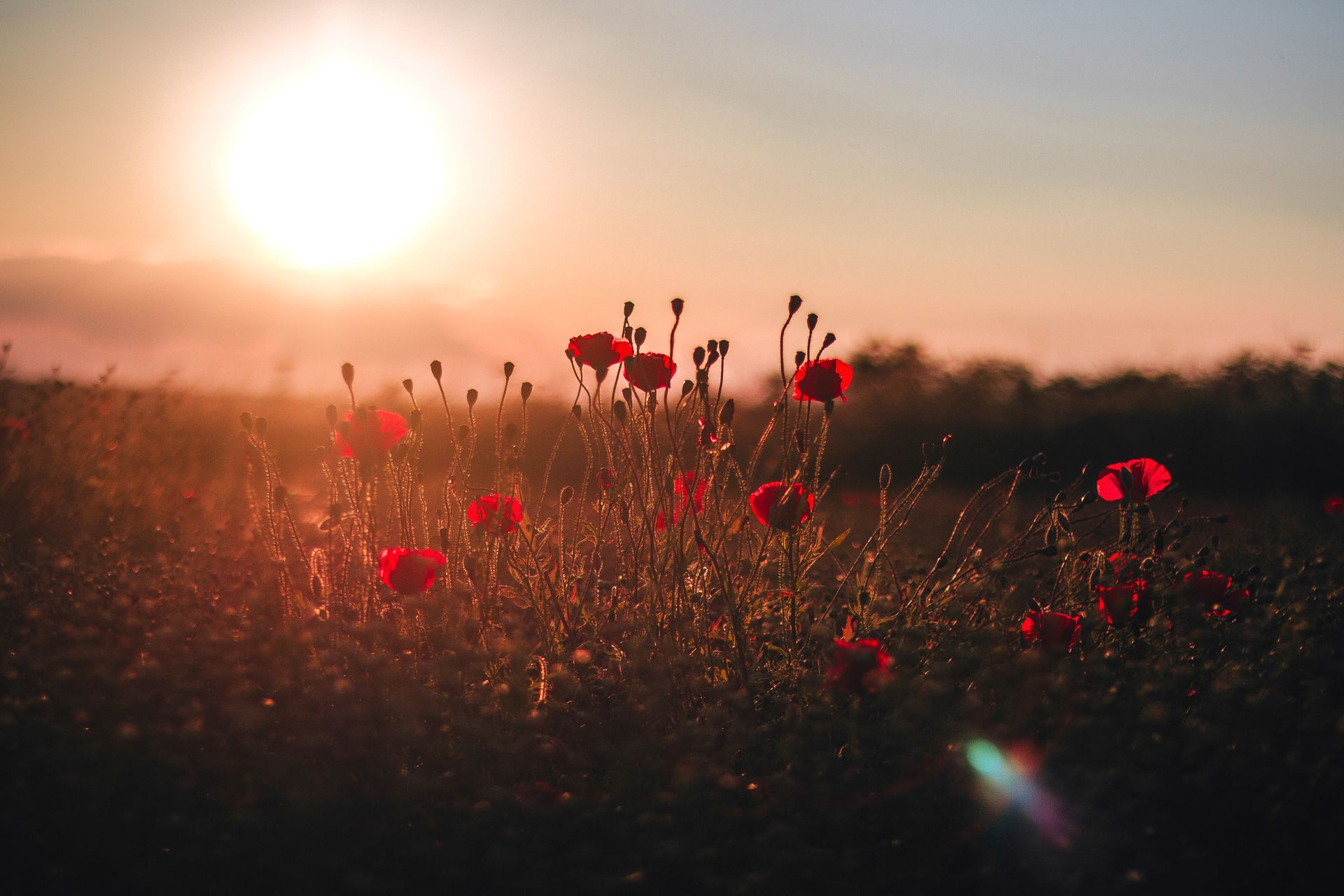 Stunning view of bright red poppies under a golden sunset sky in an English field.