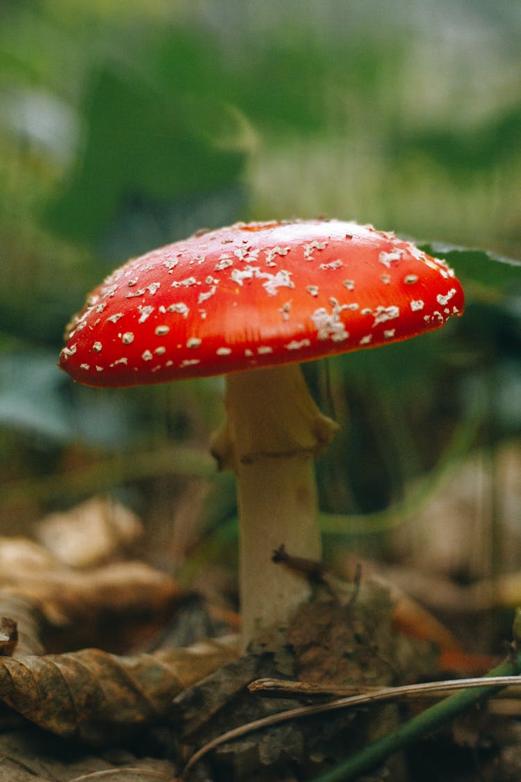 A Close-Up Shot Of A Fly Agaric