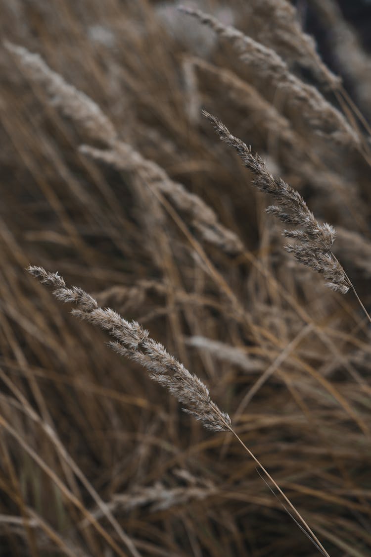 Close-up Of Dry Grass 