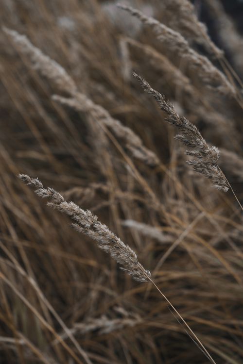 Free Detailed shot of dry grass in a field, showcasing texture and earthy tones in an autumn setting. Stock Photo