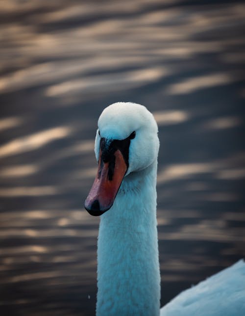 Close-Up Shot of a White Swan