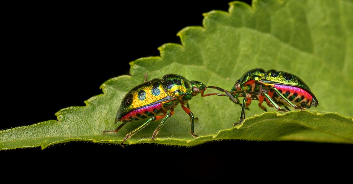 Tag Insect Close Up Photo of Insects · Free Stock Photo