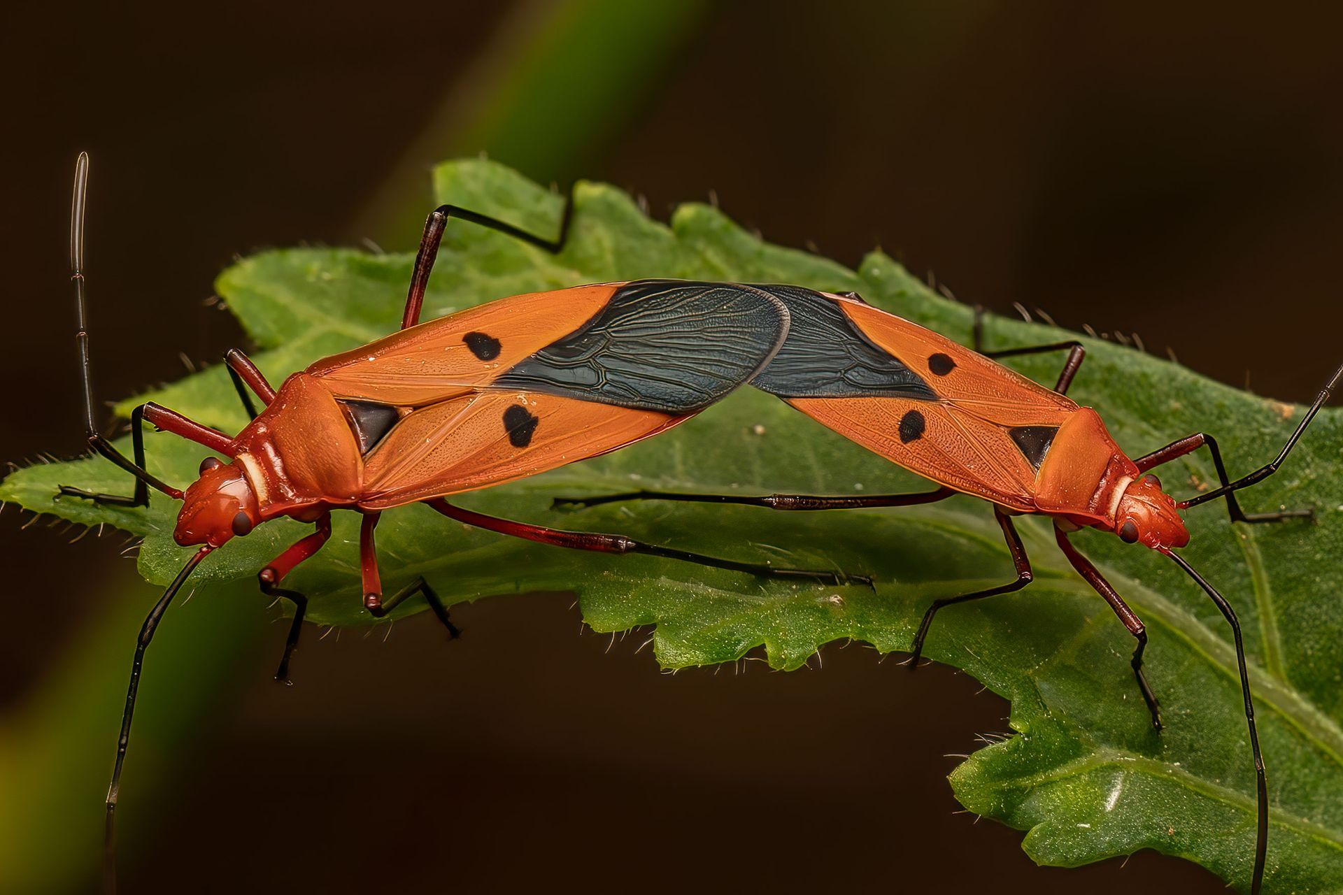 Orange and Black Bugs on Green Leaf
