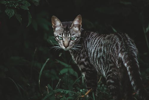 A Black Toyger Cat Walking on a Grass Field