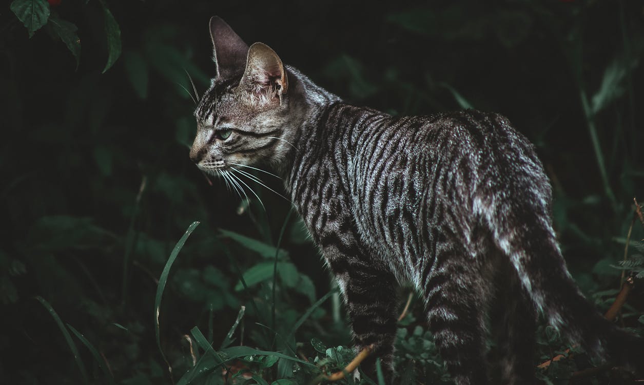 Close-Up Shot of Gray Tabby Cat