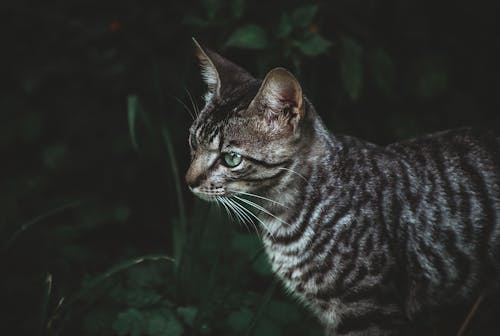 Close-up Shot of a Toyger Cat Looking Afar