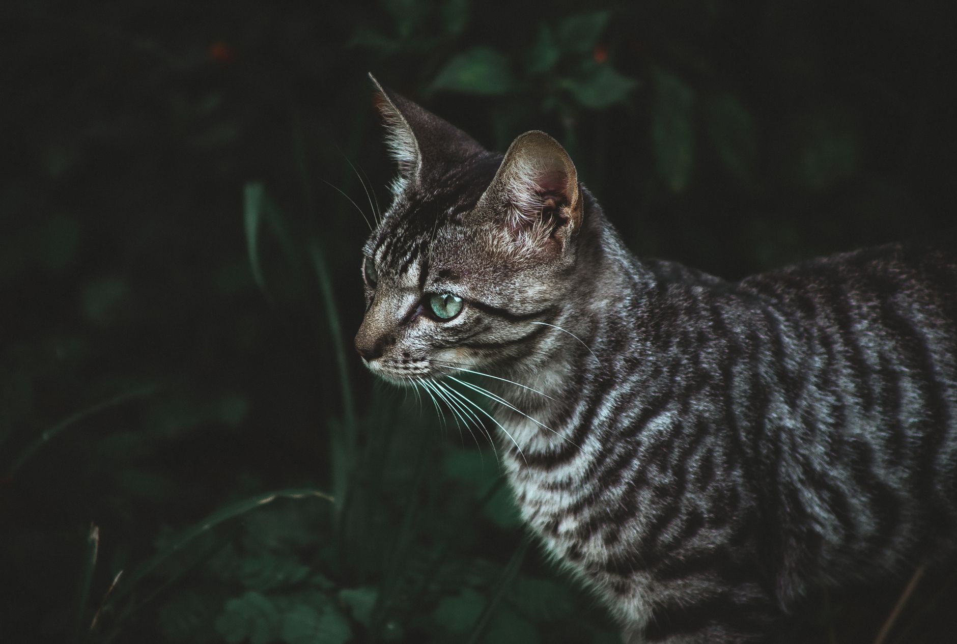 Portrait of a cat at a veterinary clinic