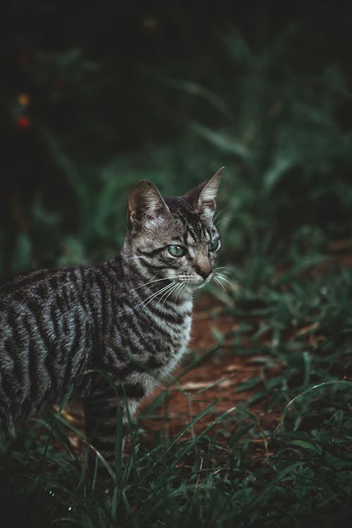 A Toyger Cat Standing on a Grass Field while Looking Afar