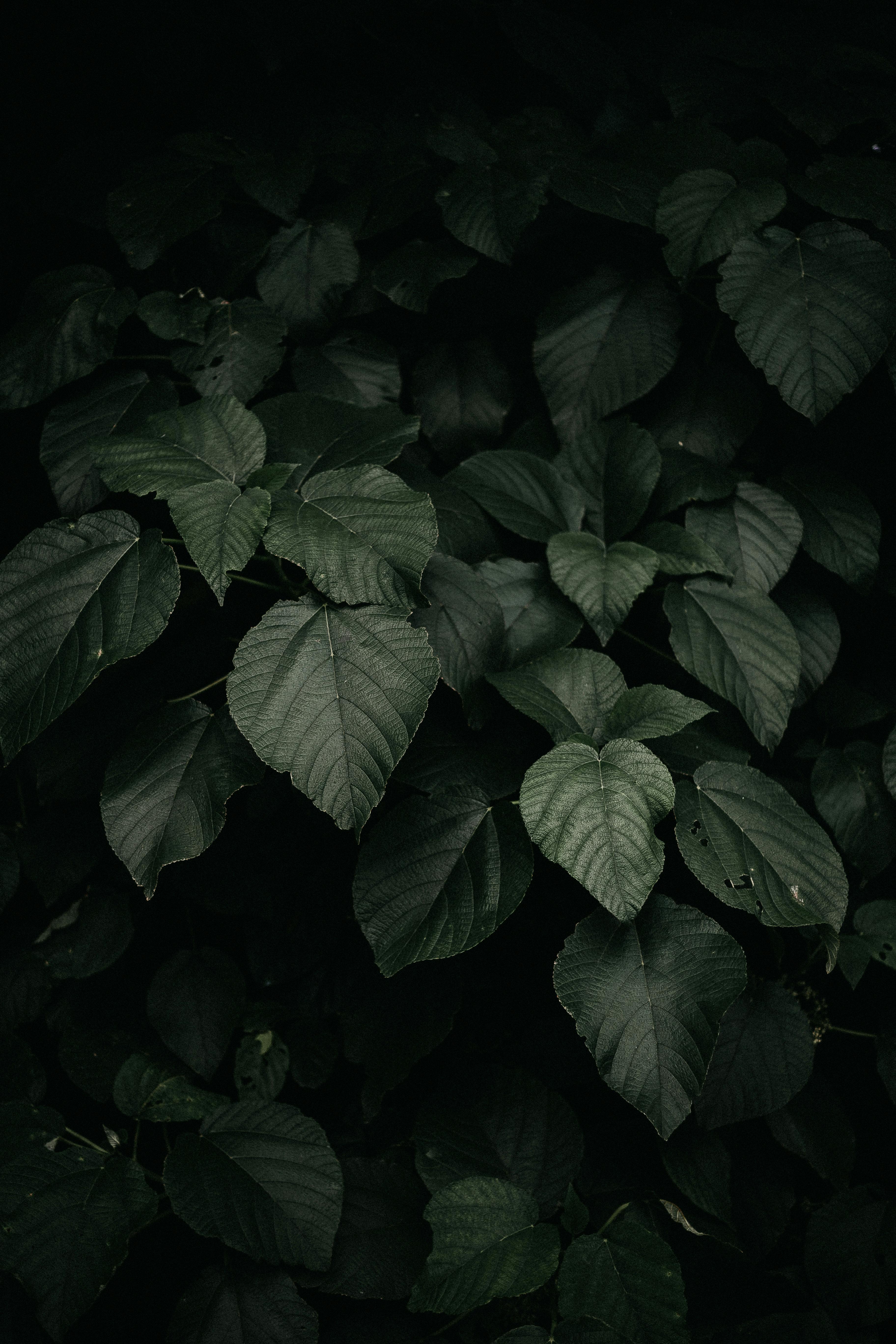 Close-up of lush green foliage showcasing the beauty of nature in its simplest form.