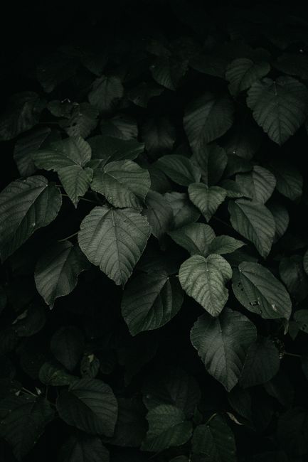 Close-up of lush green foliage showcasing the beauty of nature in its simplest form.
