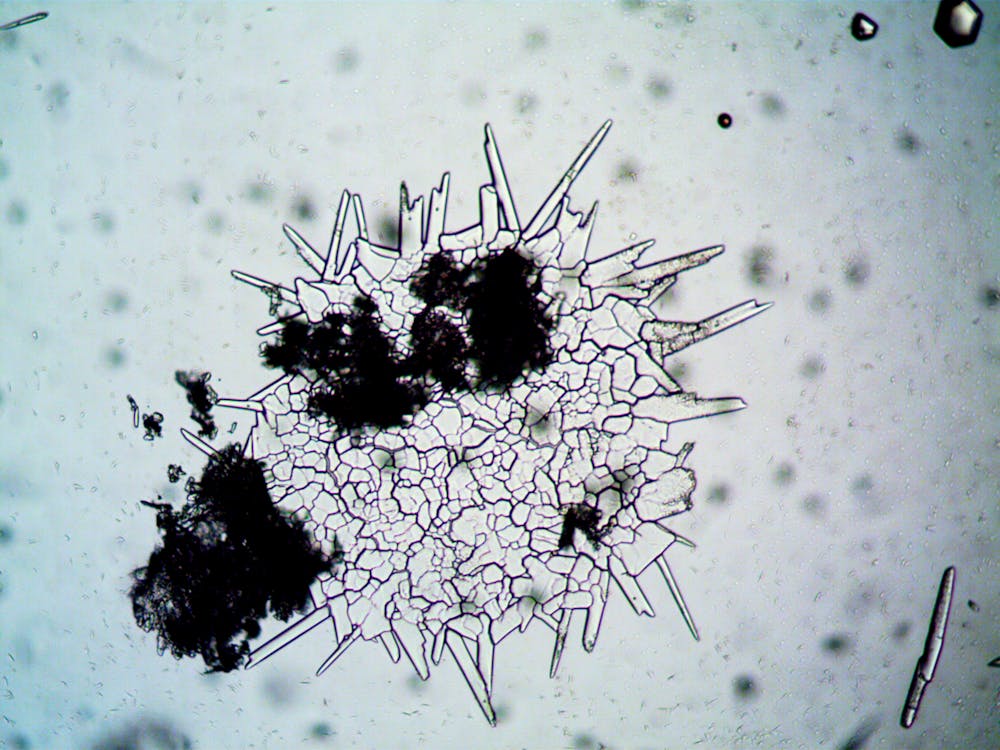 Gratis lagerfoto af acremonium, biologi, celle, ekstrem nærbillede, mikrobiologi, svampe, videnskab