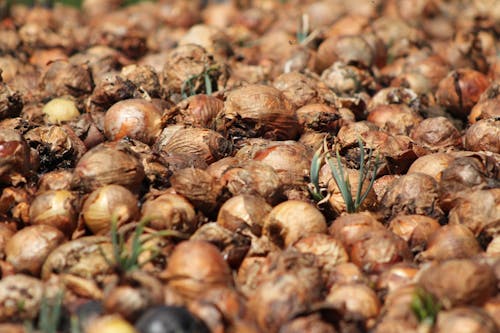 Onions in Close-up Photography