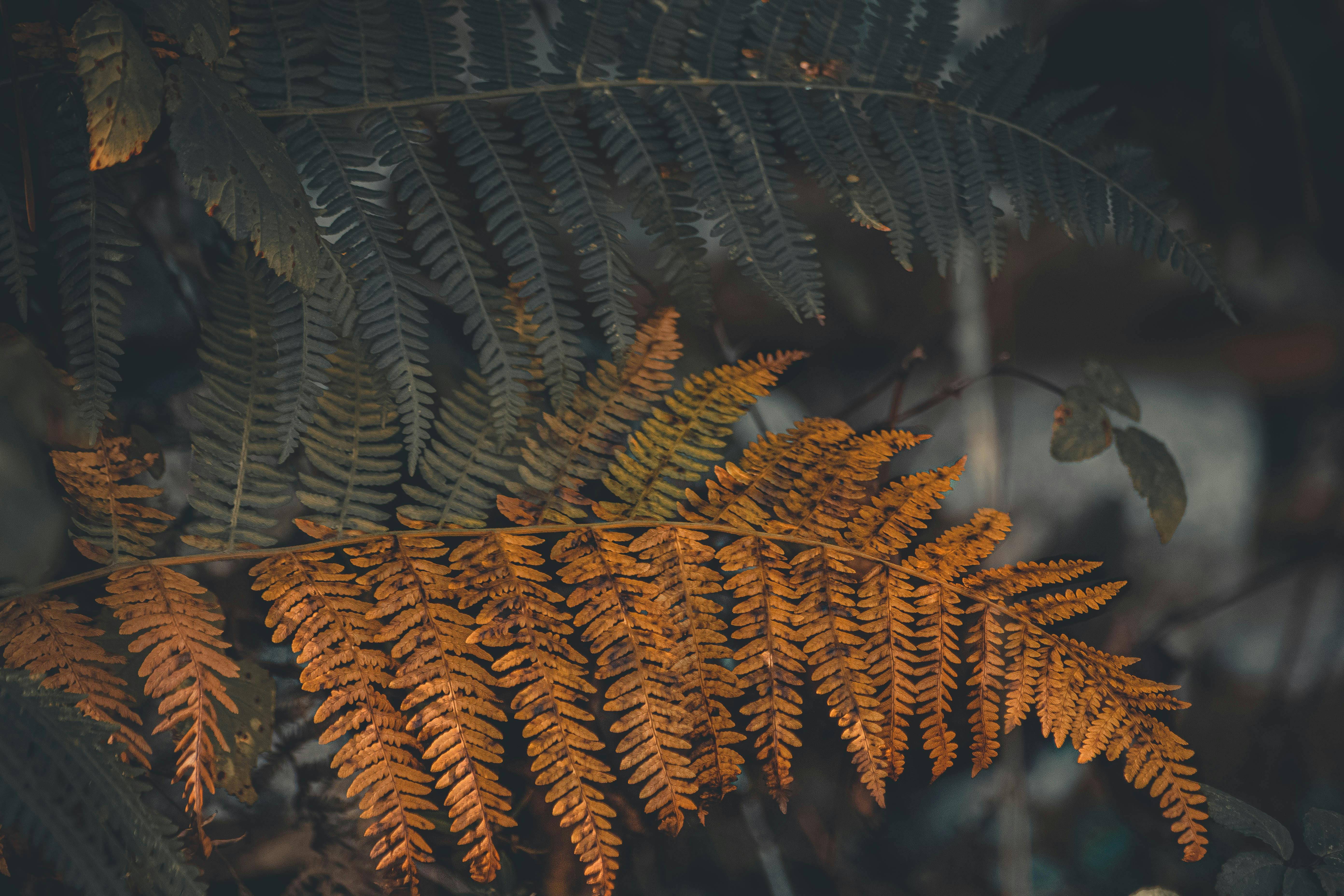Detailed close-up of dried fern leaves with autumn hues, showcasing intricate patterns and textures.