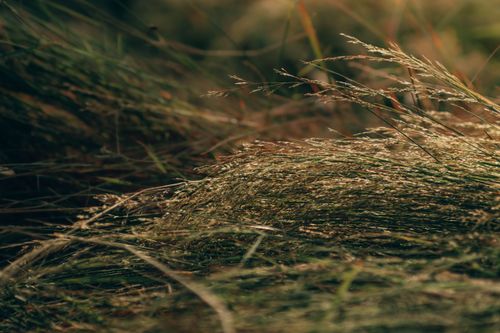 Free Close-up view of wild grass capturing the warm, serene light of autumn. Stock Photo