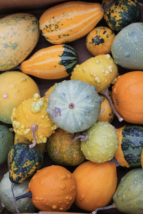 Different Kind of Squash 