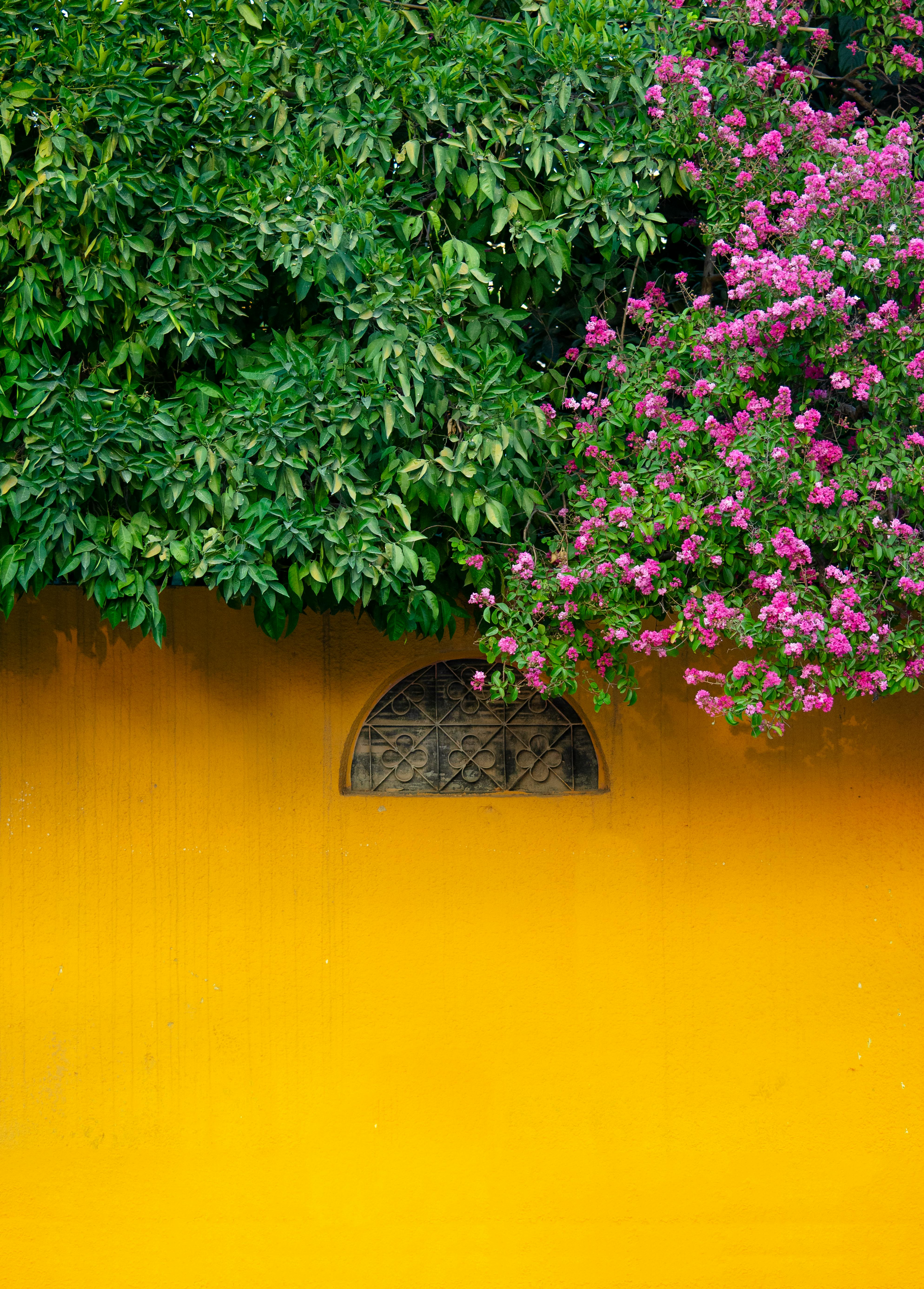Colorful image of a yellow wall with green foliage and pink flowers in Iraq.