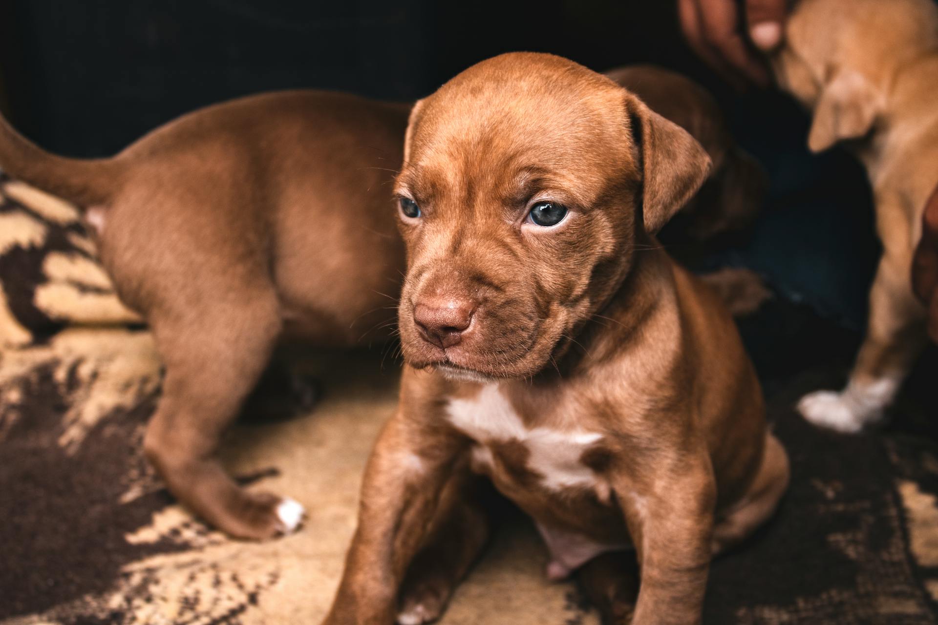 Bruine Amerikaanse Pit Bull Terrier-puppy's