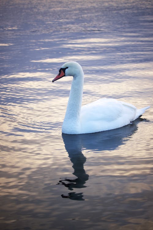 Foto d'estoc gratuïta de aigua, animal, au