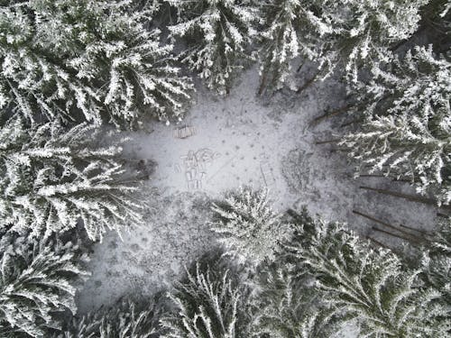 Aerial Shot of Pine Trees Covered With Snow