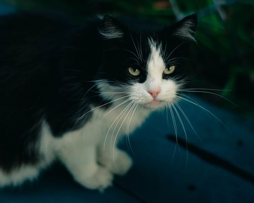 Free Charming black and white cat gazing intently at the camera, showcasing its whiskers. Stock Photo