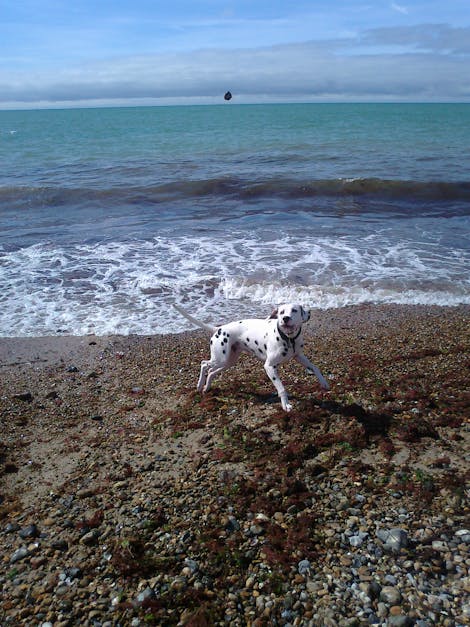 Free stock photo of beach, dalmatian, dog