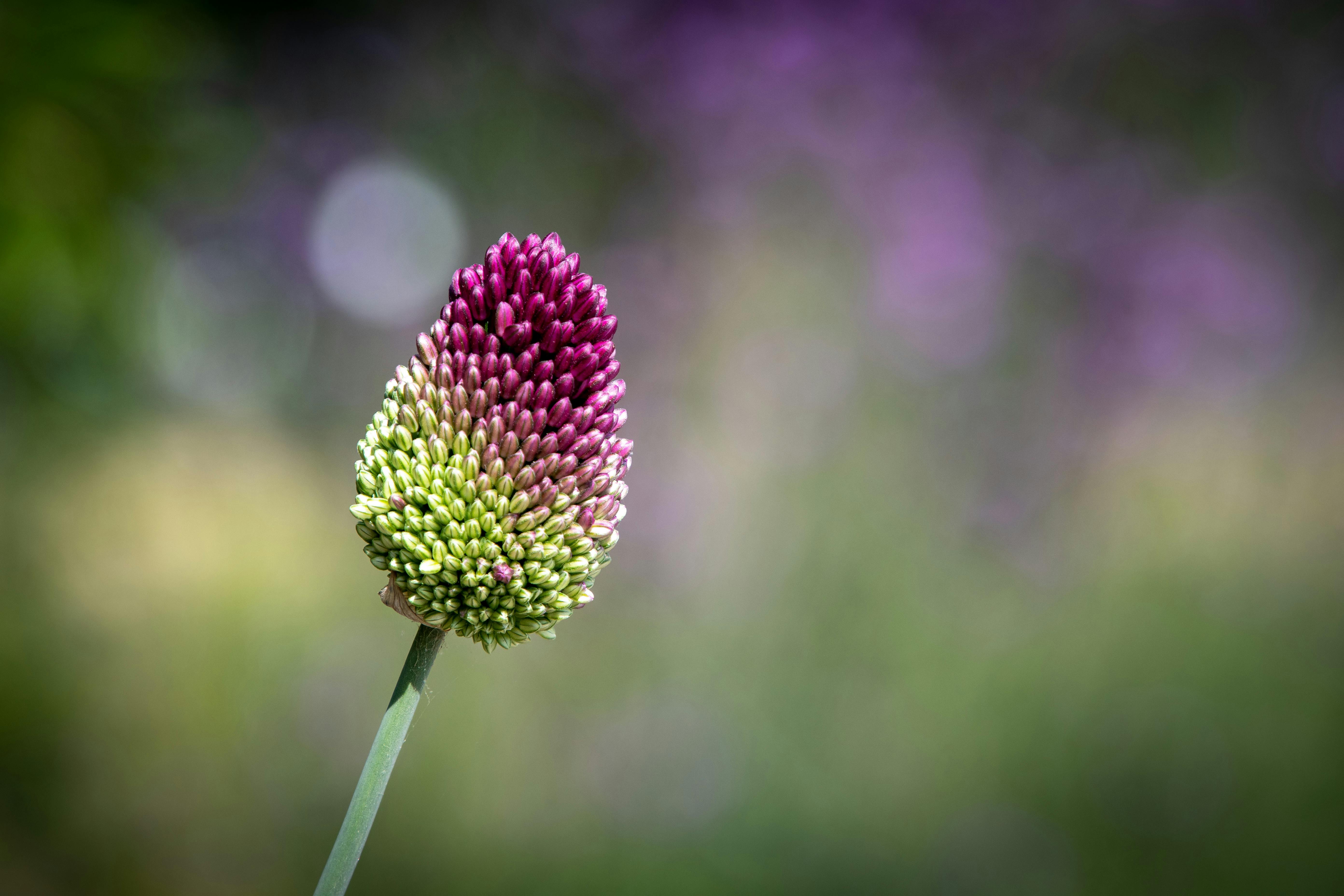 Macro Photography of Round-Headed Garlic Plant · Free Stock Photo