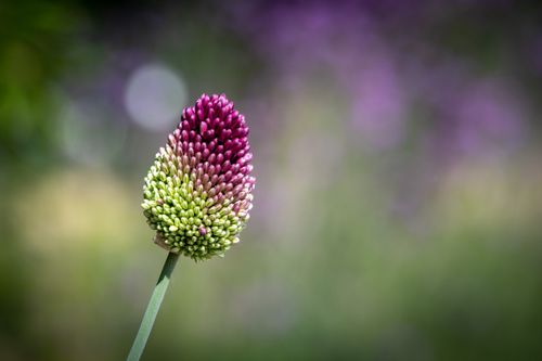 Free A detailed macro shot of a vibrant drumstick allium flower with green and purple hues. Stock Photo