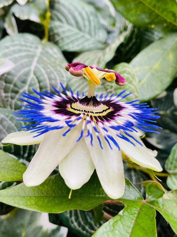 Close-Up Shot Of Blooming Bluecrown Passionflower