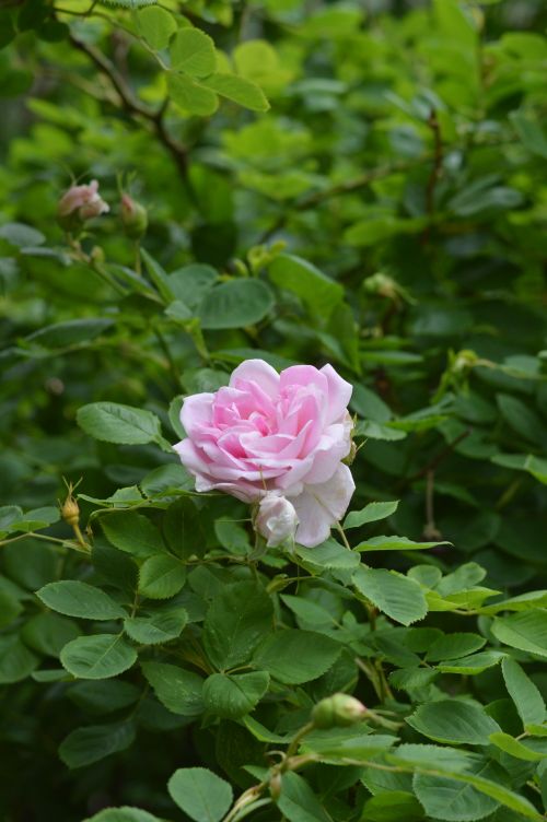 Free A beautiful pink rose blooming amongst lush green leaves, conveying a sense of natural beauty and tranquility. Stock Photo