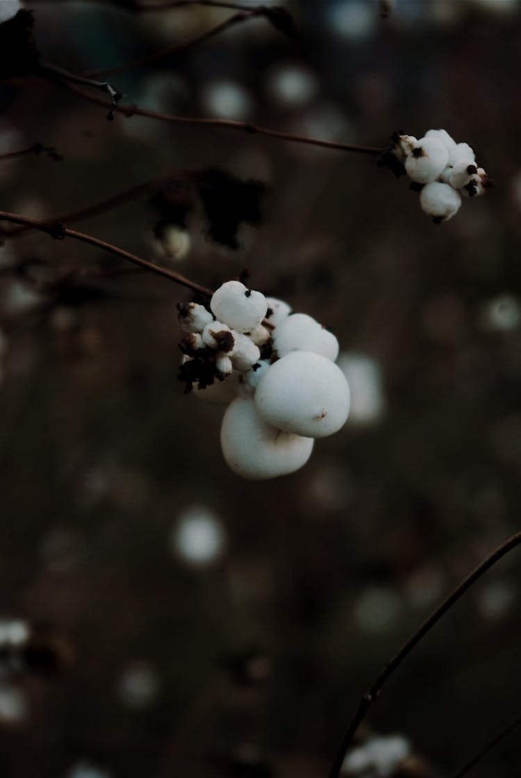 A Close-Up Shot Of A Snowberry