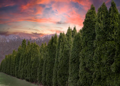 Green Cypress Trees Under Sunset Sky