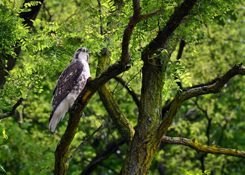 Hawk Perched on Tree Branch