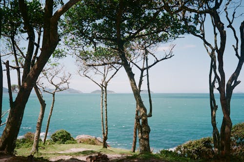 ağaçlar, çalılar, deniz içeren Ücretsiz stok fotoğraf