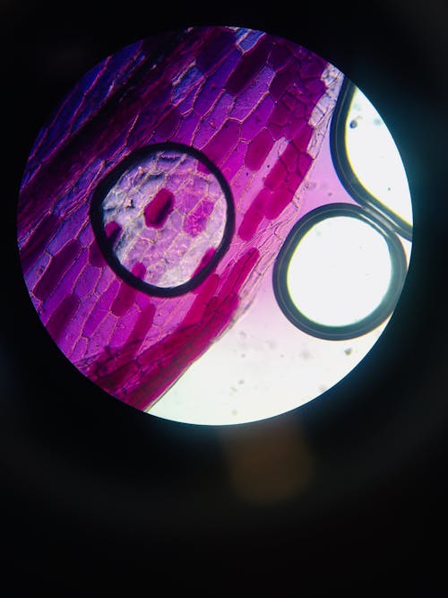 Free stock photo of microscope slide
