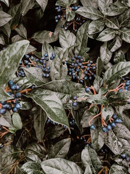 Close-up of lush green leaves and blue berries after rain, showcasing nature's beauty.