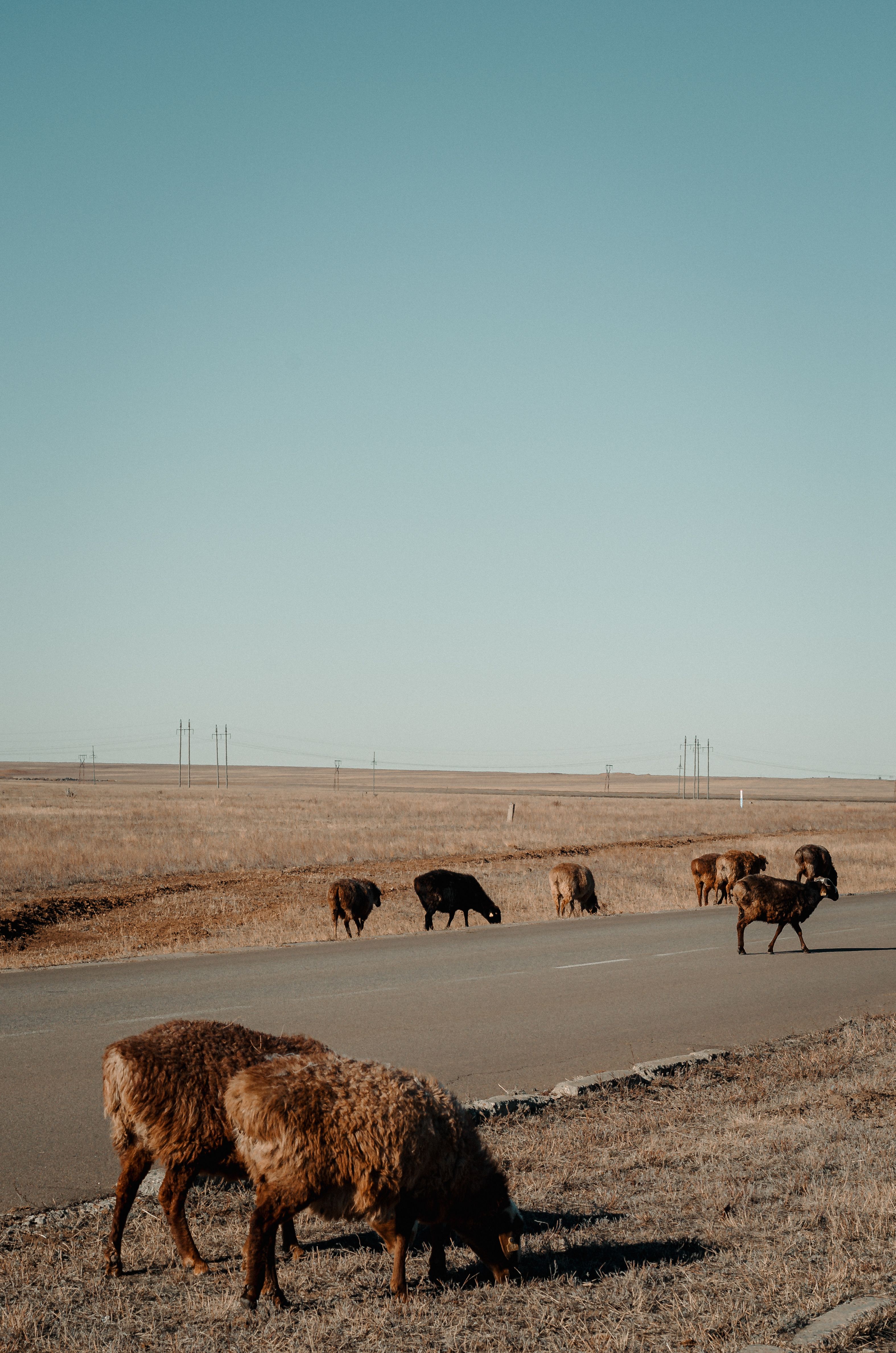 Grazing Cattle by the Road · Free Stock Photo