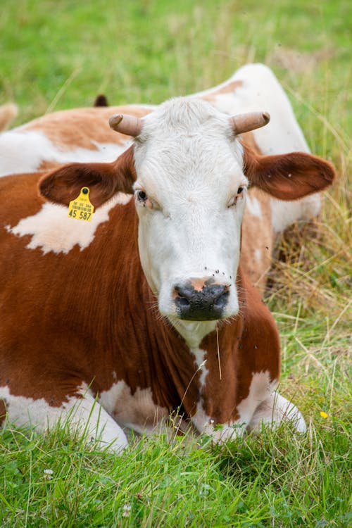 Free Brown Cow Lying on Green Grass  Stock Photo