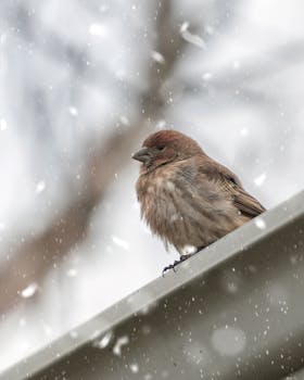 A sparrow perched on a gutter in the snow, showcasing winter's beauty.